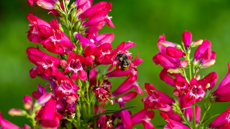 Dark pink penstemon flowers with a bee collecting nectar.