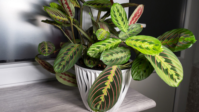 A prayer plant shows its beautiful green and pink-veined leaves in a white pot.