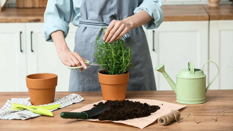 A woman cuts rosemary with a pot and soil nearby to propagate the plant.