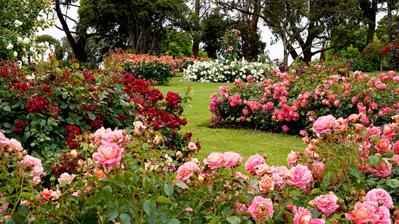 A beautiful rose garden full of shades of pink and red blooms.