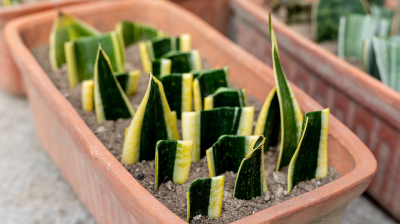 Snake plant leaf cuttings lined up in a terra cotta pot.