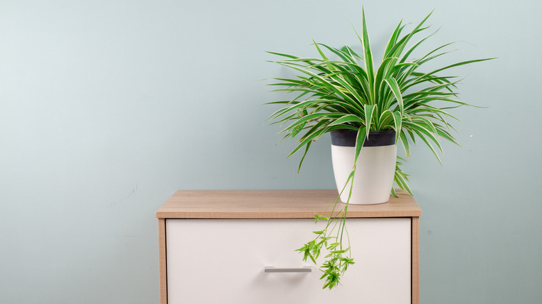 A spider plant sits on a dresser, with a baby spiderette hanging down.
