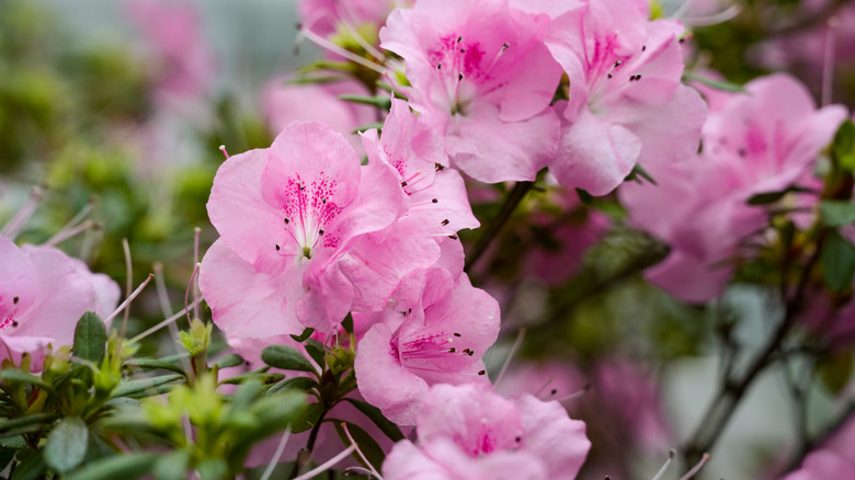 Beautiful pink azalea flowers