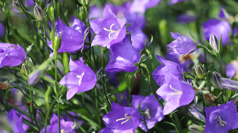 Purple bellflowers in bloom