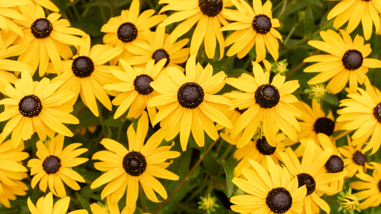 Summer blooming black-eyed Susans