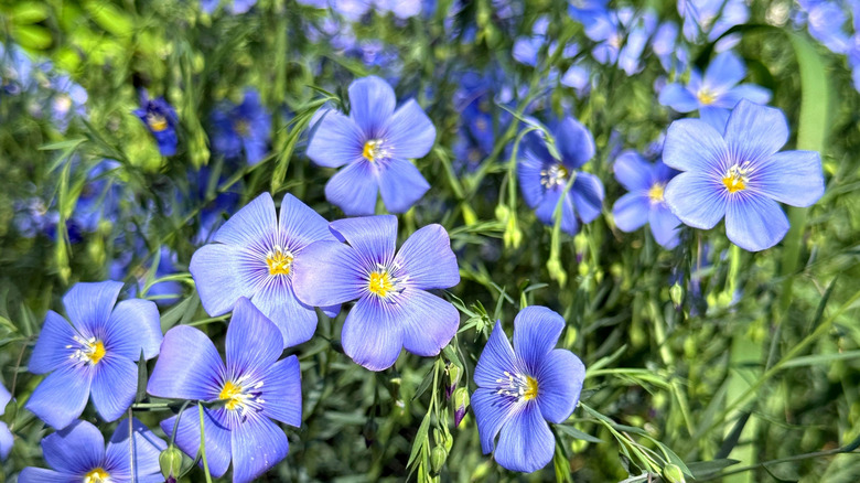 Flowering blue flax