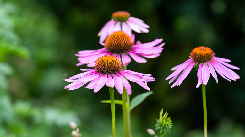 Purple coneflower