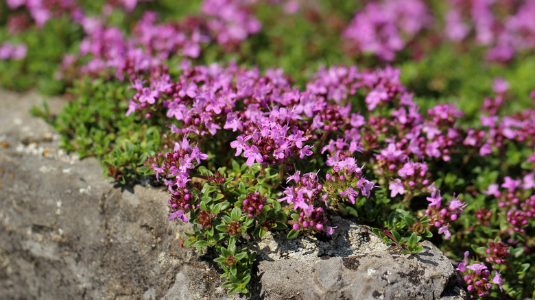 Creeping thyme growing on a stone wall
