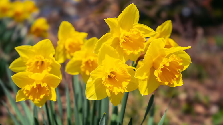 Blooming yellow daffodils
