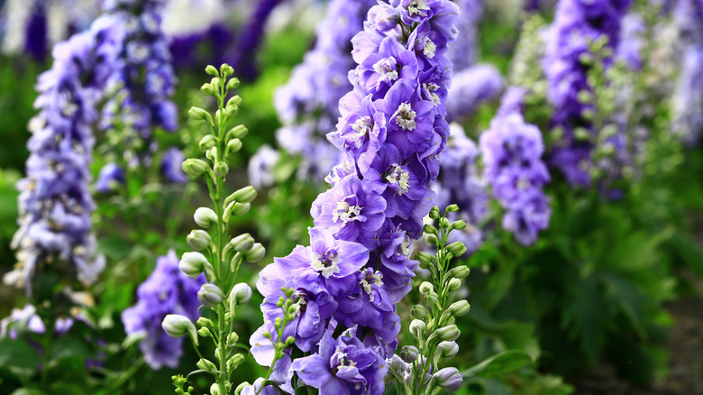Closeup on delphinium flowers
