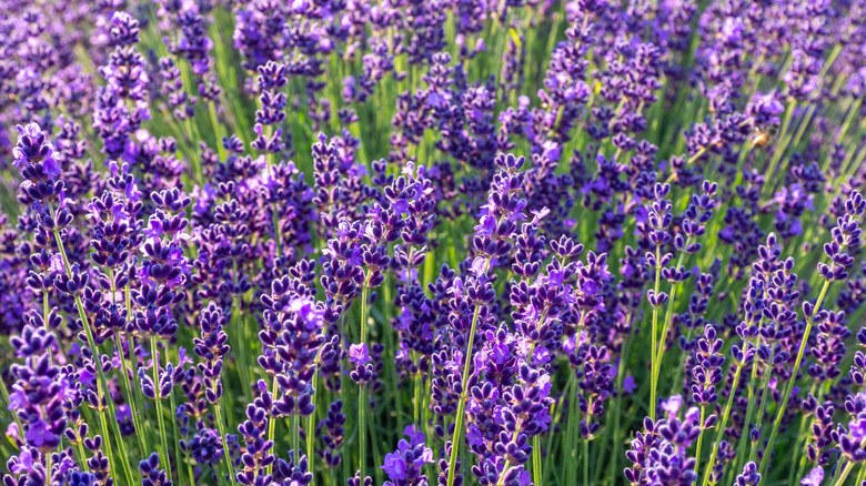 Dark purple english lavender