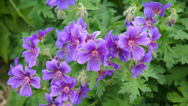 Purple hardy geranium flowers