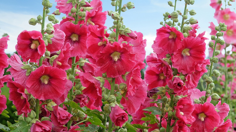 Colorful deep pink hollyhocks