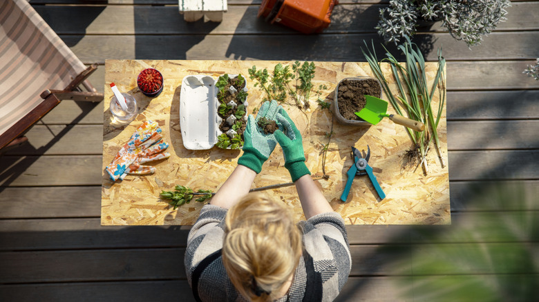 Female gardener getting plants ready