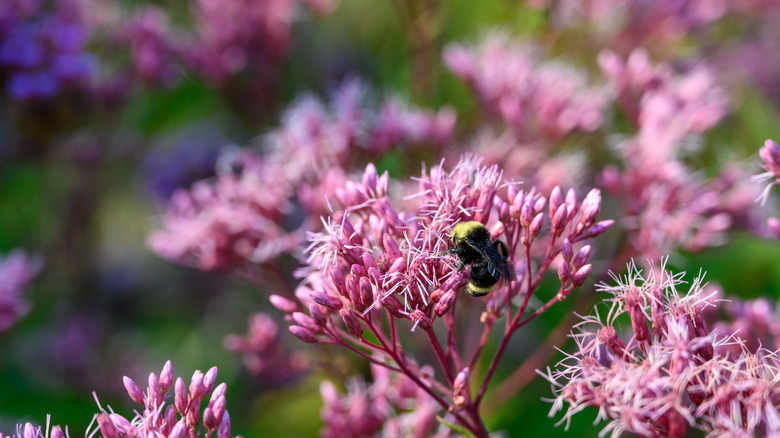 Joe Pye Weed being pollinated by a bumblebee