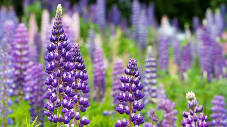 Blooming meadow of lupine flowers
