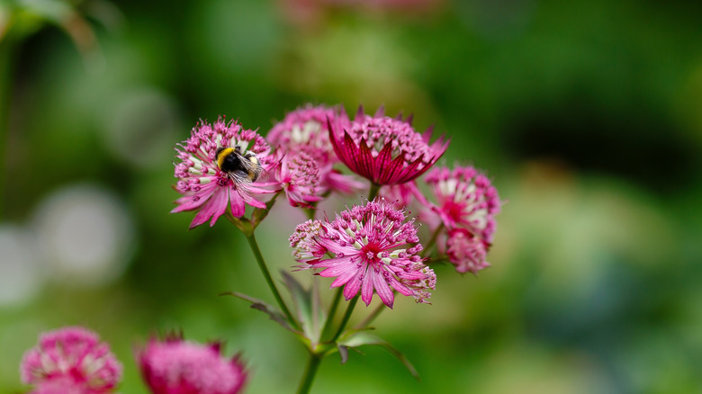 Bumblebee on astrantia flower