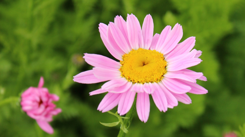 Pink painted daisy