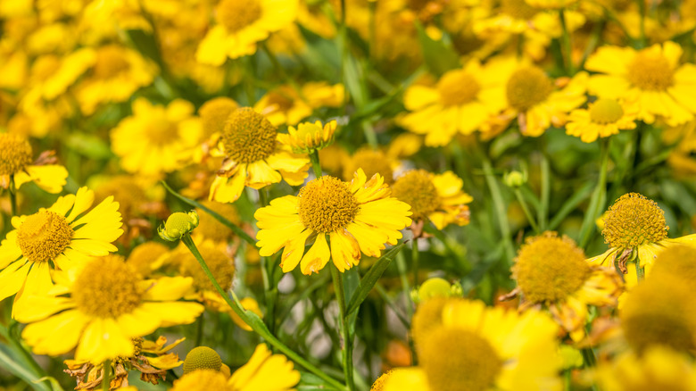 Yellow sneezeweed blooms