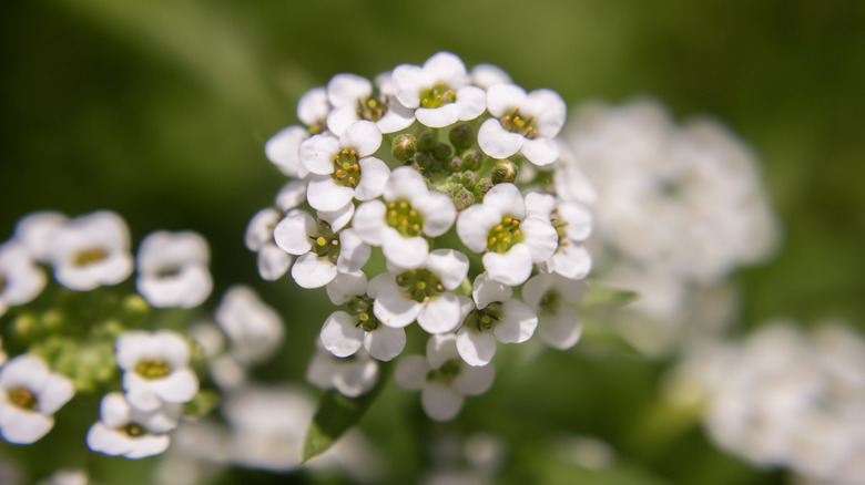 Sweet alyssum flower