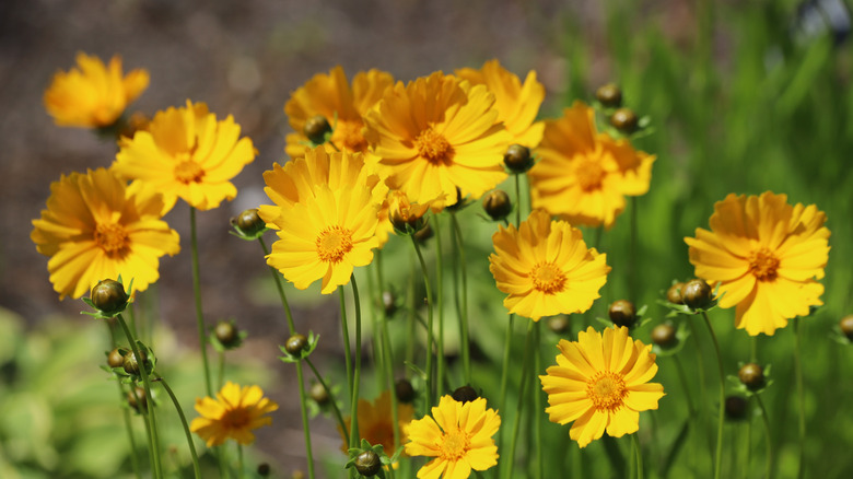 Coreposis flowers