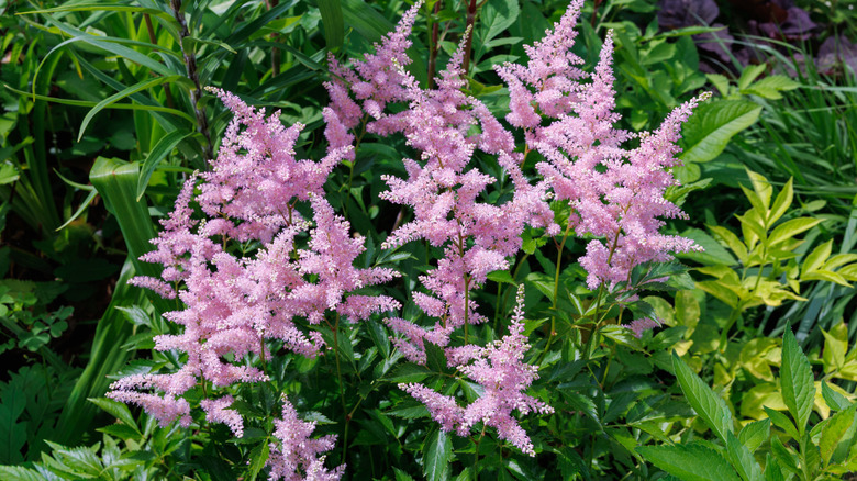 Light pink astilbe flowers in a garden