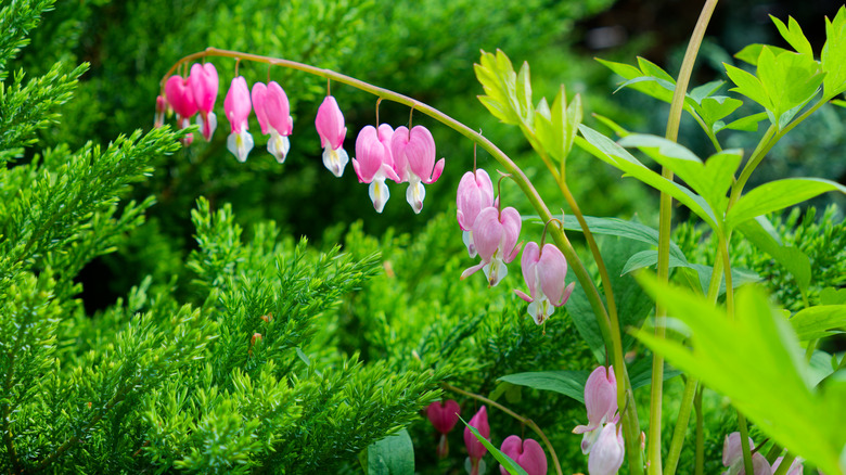Pink bleeding heart flowers in bloom