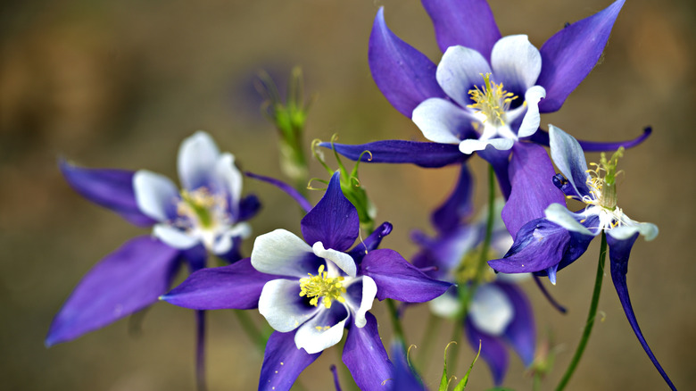 Deep blue columbine flowers in bloom