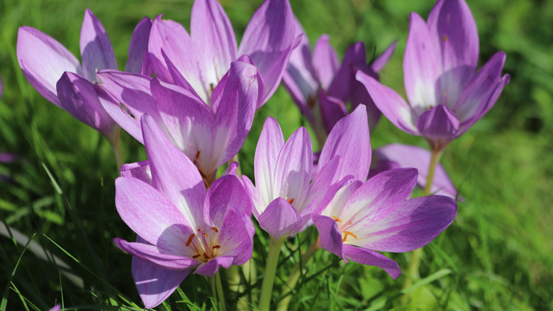 Purple flowers of common crocus in bloom