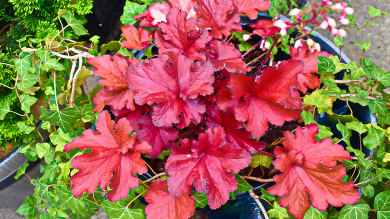 Red coral bells growing in a pot