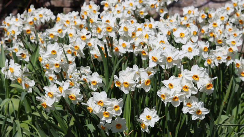 White daffodils with orange centers blooming in a garden