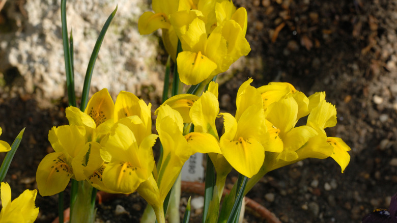 Yellow Danford iris flowers blooming in a pot