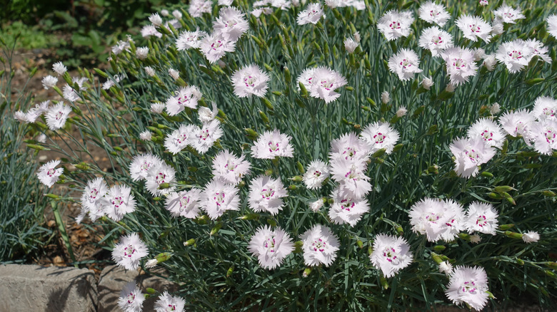 White dianthus flowers in bloom