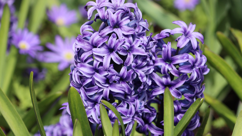 Purple flowers of Dutch hyacinth blooming in a garden