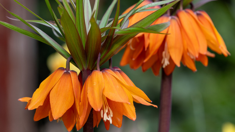 Nodding orange flowers of Fritillaria imperialis