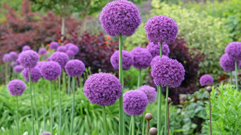 Clustered ball-shaped purple flowers of giant allium
