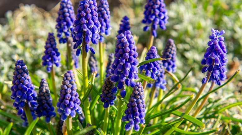 Purple grape hyacinth growing in a garden