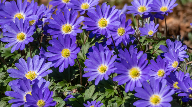 Blue Grecian windflowers blooming in a garden