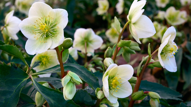 White hellebore flowers with green centers