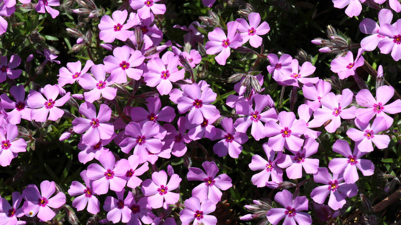 Lilac-colored moss phlox flowers receiving sunlight in a garden