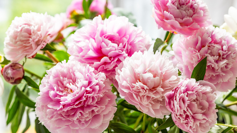Light pink peonies blooming in a garden