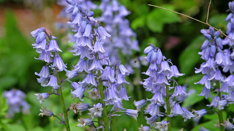 Small Spanish bluebells blooming in a cluster
