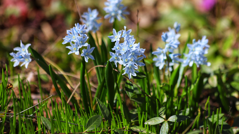 Small blue striped flowers of striped squill