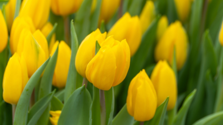 Bright yellow tulips in bloom