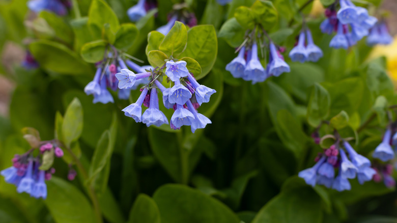 Pretty blue Virginia bluebells in bloom