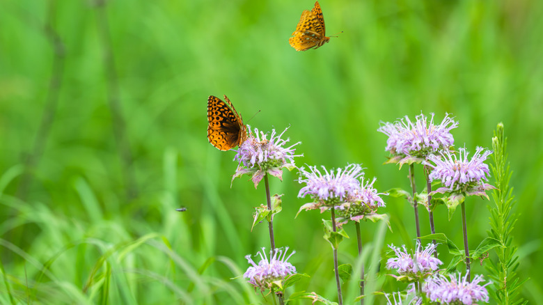 butterflies and bergamots in a garden