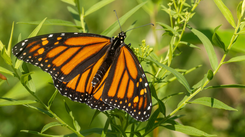 a monarch butterfly on a leaf