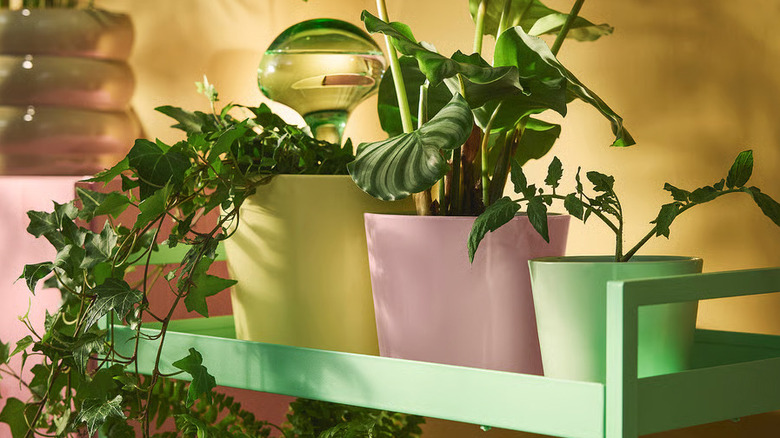 A translucent green DOFTRIPS Self-watering insert from IKEA sits inside a potted plant next to two other potted plants on a green shelf