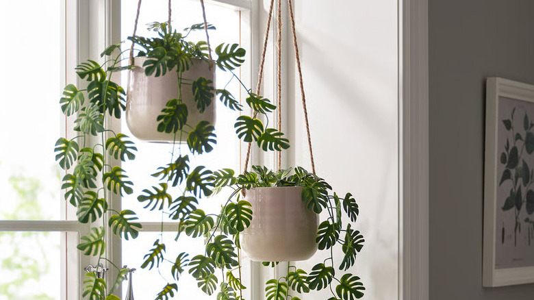 Two cream-colored stoneware planters filled with FEJKA Artificial potted plants from IKEA hang in front of a window