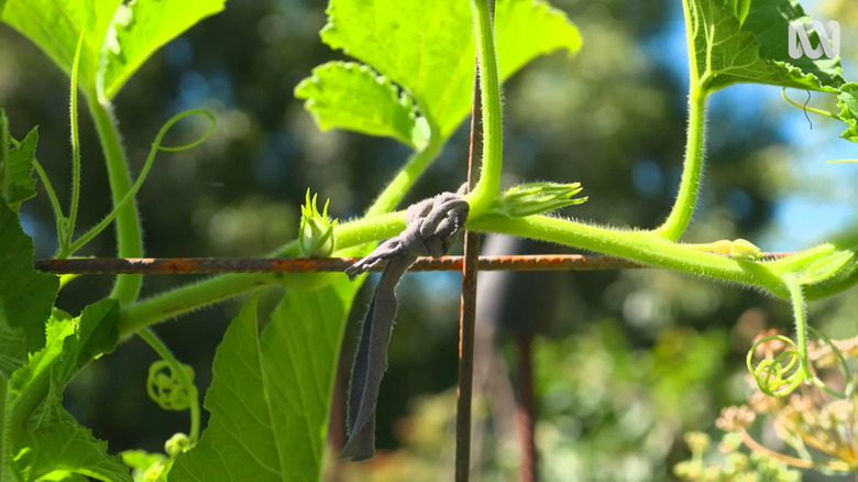 Plant tie made from from an old towel